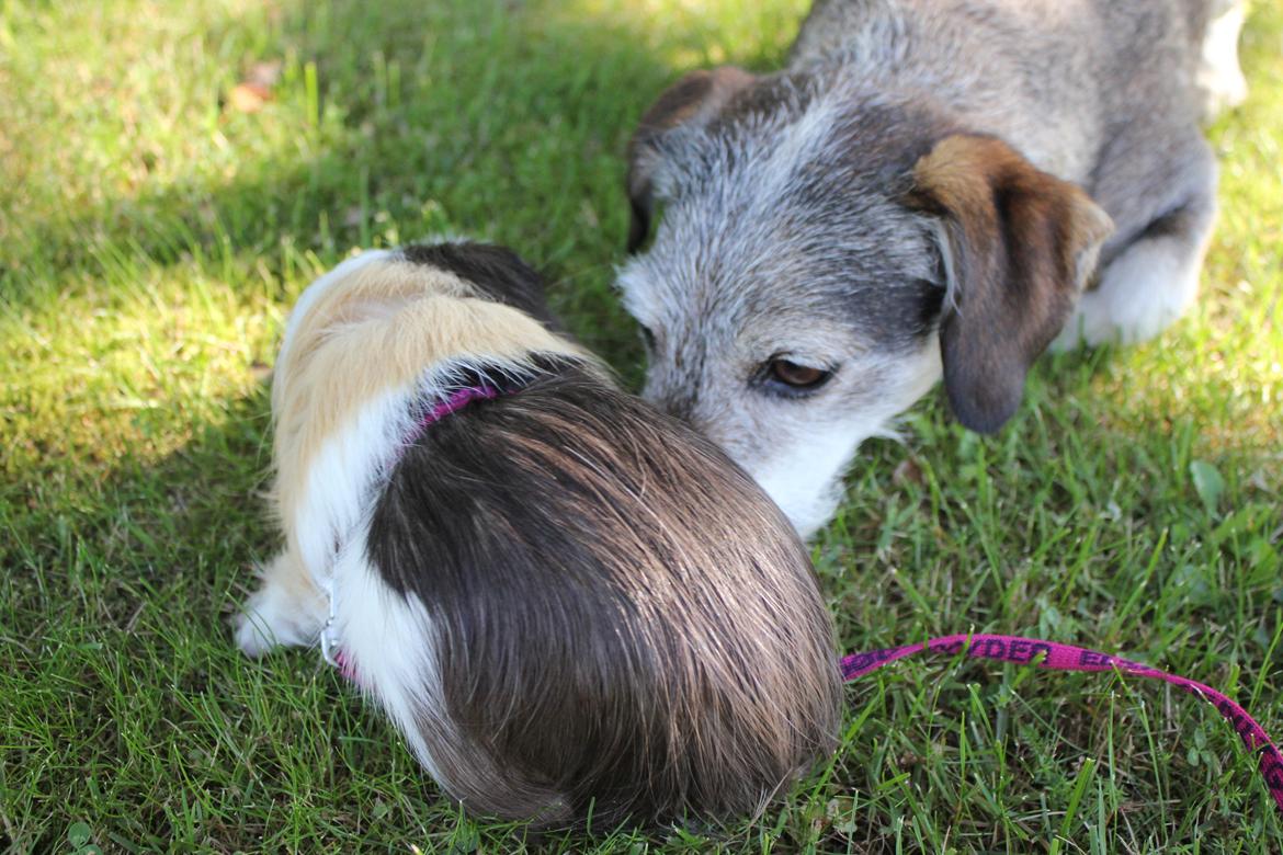 hund og marsvin hygge i sommerhuset  billede 70