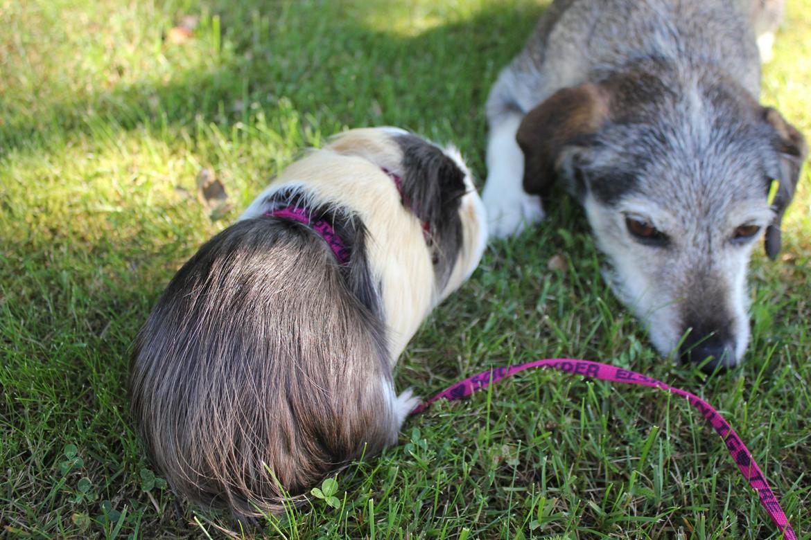 hund og marsvin hygge i sommerhuset  billede 71