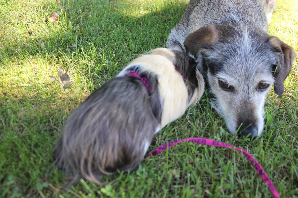 hund og marsvin hygge i sommerhuset  billede 72