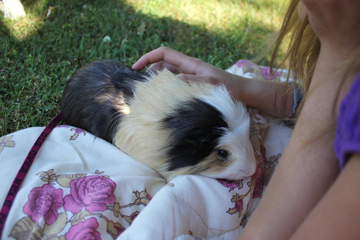 hund og marsvin hygge i sommerhuset  billede 73