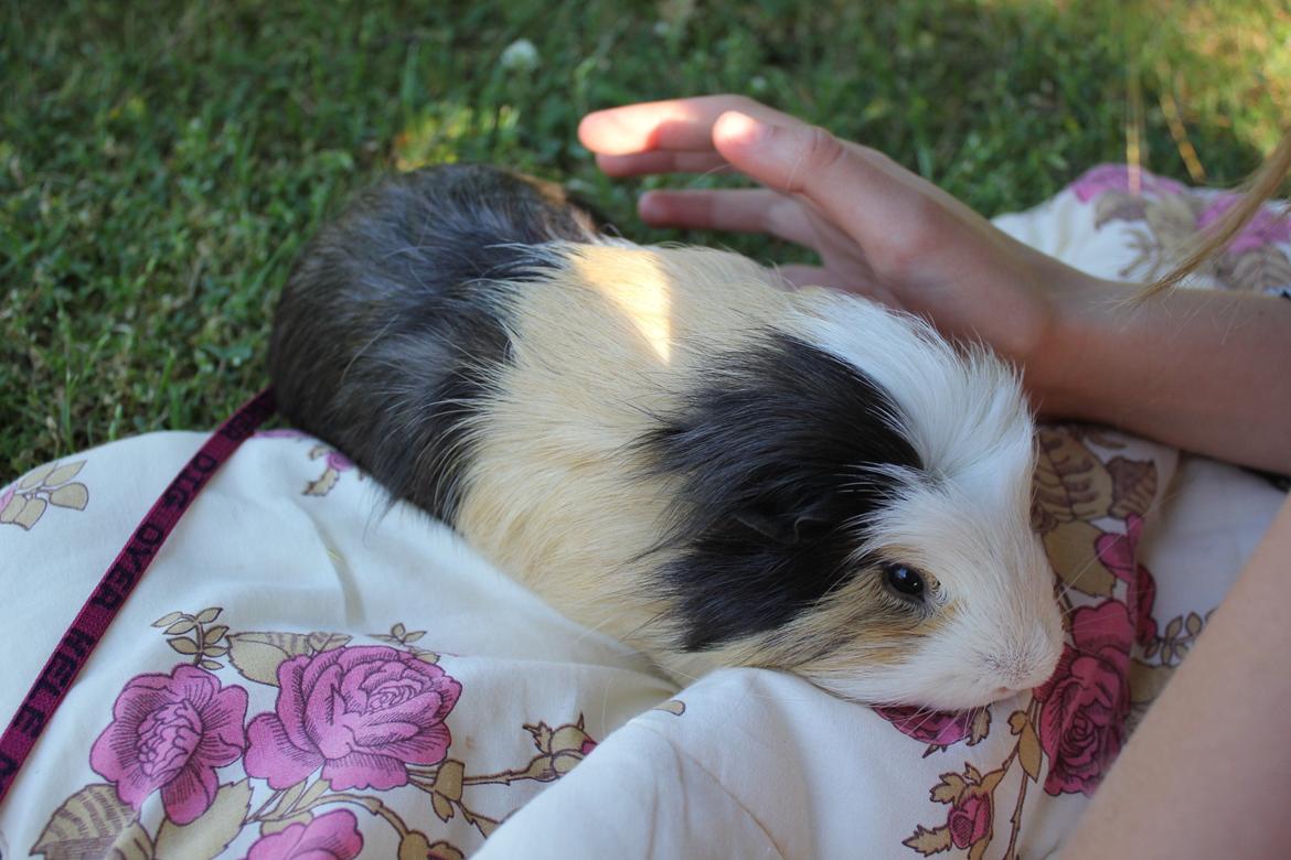 hund og marsvin hygge i sommerhuset  billede 74