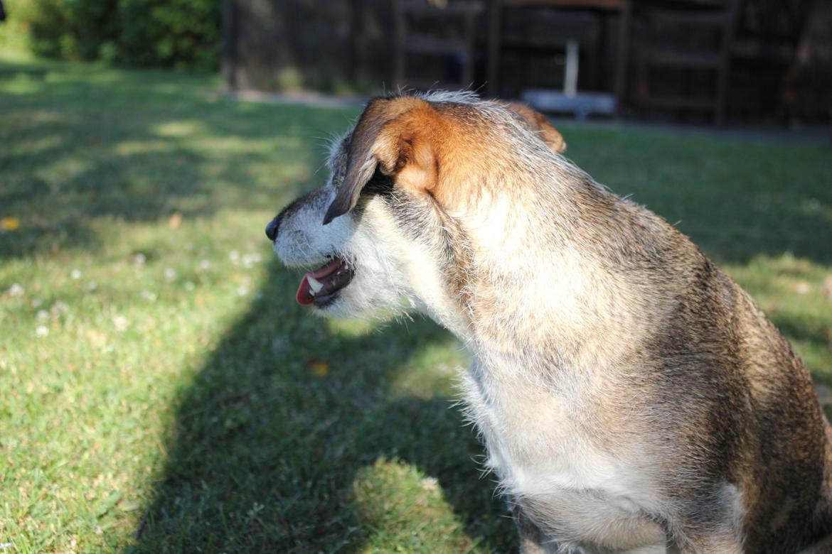 hund og marsvin hygge i sommerhuset  billede 75