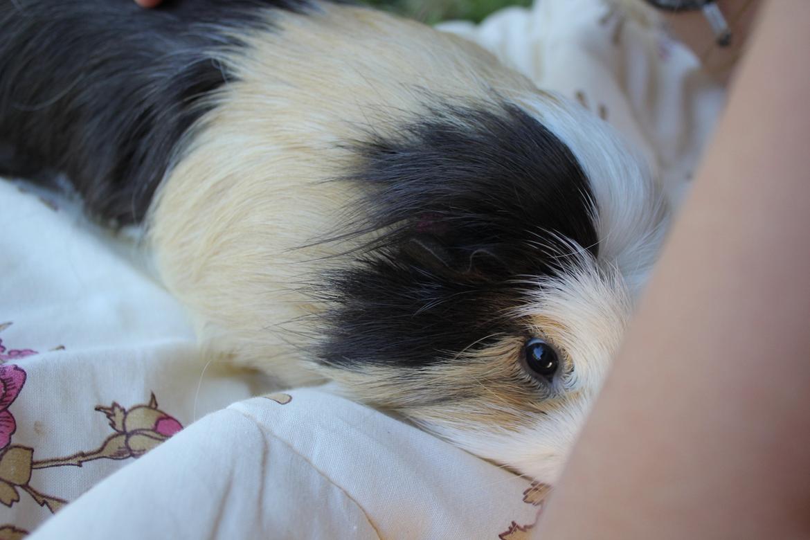 hund og marsvin hygge i sommerhuset  billede 76