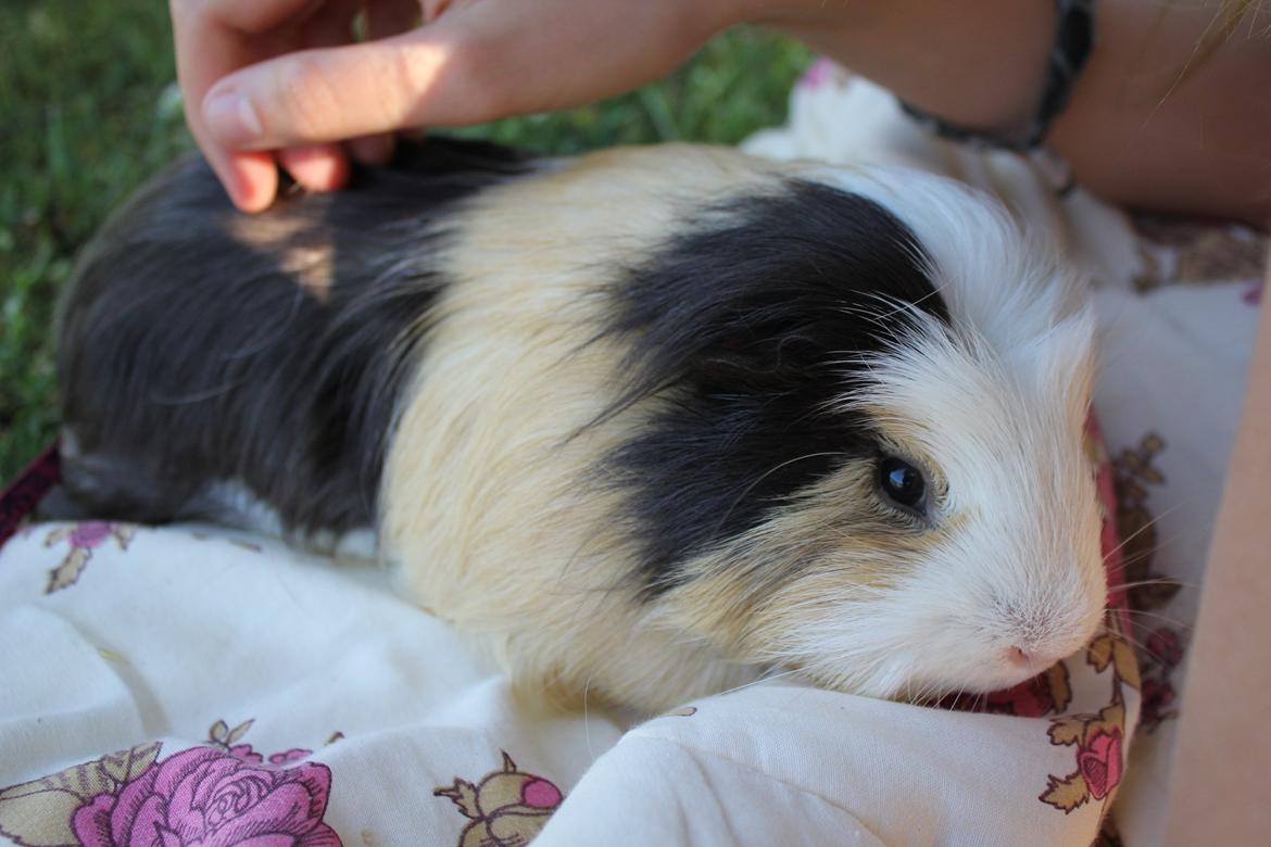 hund og marsvin hygge i sommerhuset  billede 77