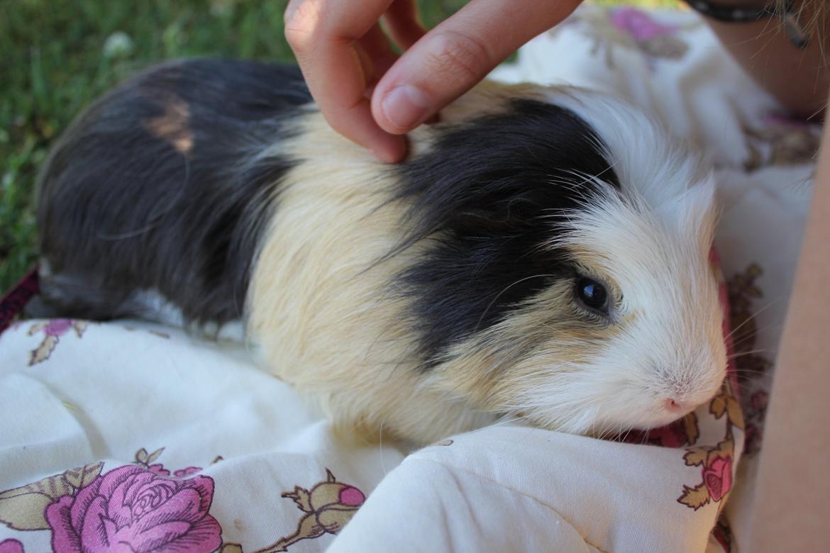 hund og marsvin hygge i sommerhuset  billede 78