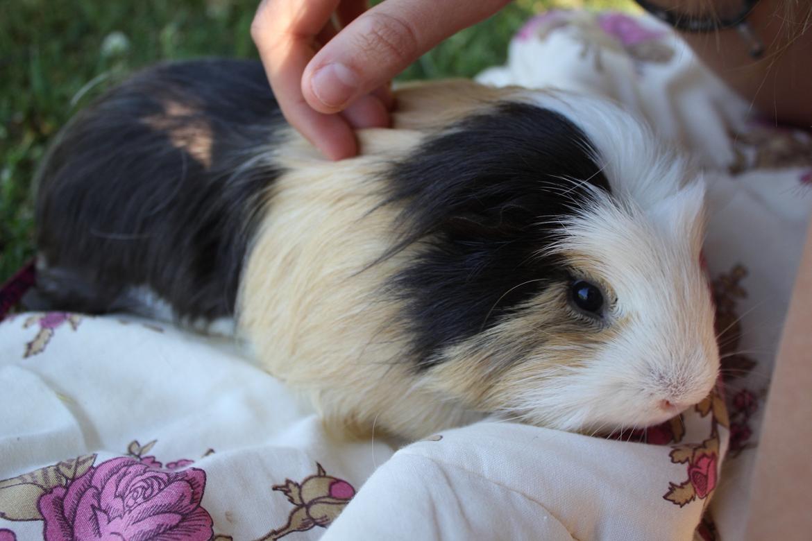 hund og marsvin hygge i sommerhuset  billede 79