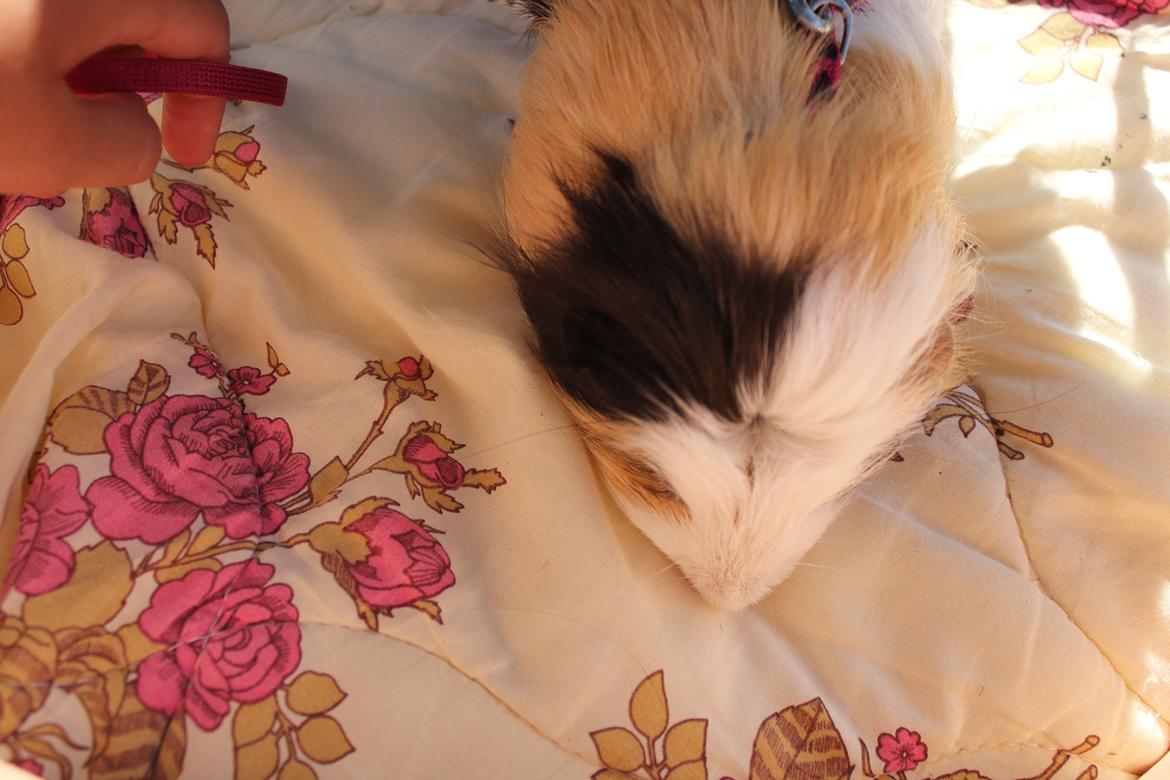 hund og marsvin hygge i sommerhuset  billede 80