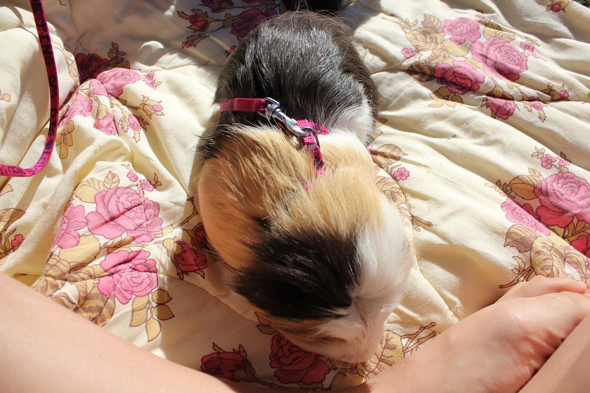 hund og marsvin hygge i sommerhuset  billede 81