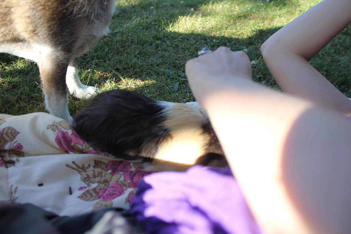 hund og marsvin hygge i sommerhuset  billede 82