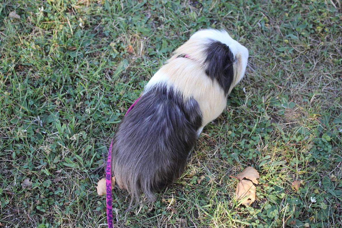 hund og marsvin hygge i sommerhuset  billede 83