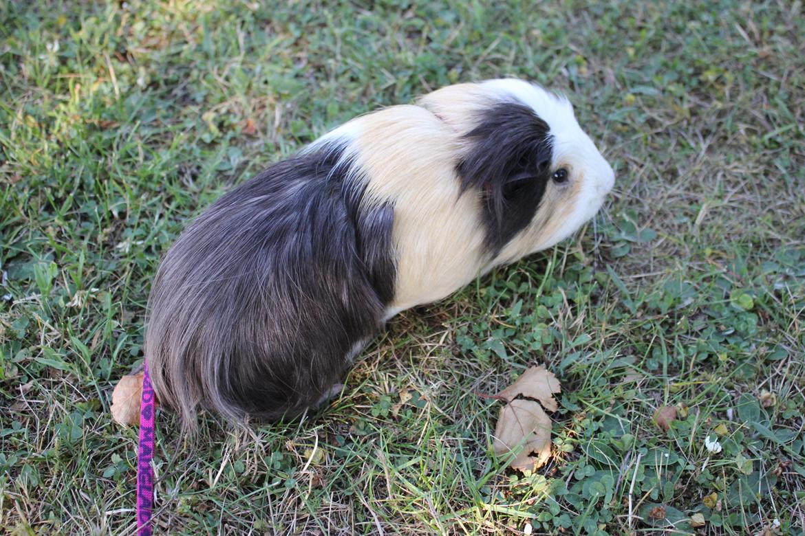 hund og marsvin hygge i sommerhuset  billede 84