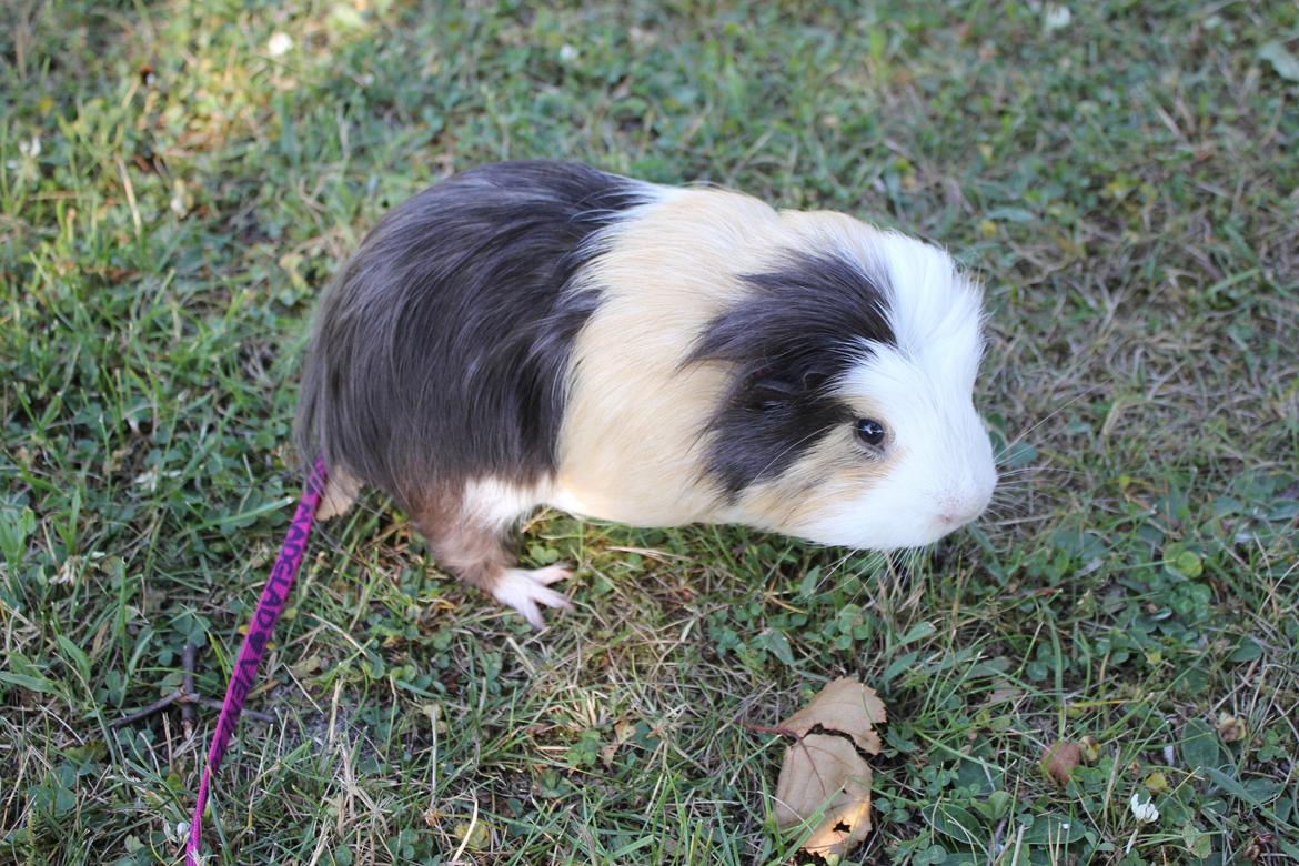 hund og marsvin hygge i sommerhuset  billede 85