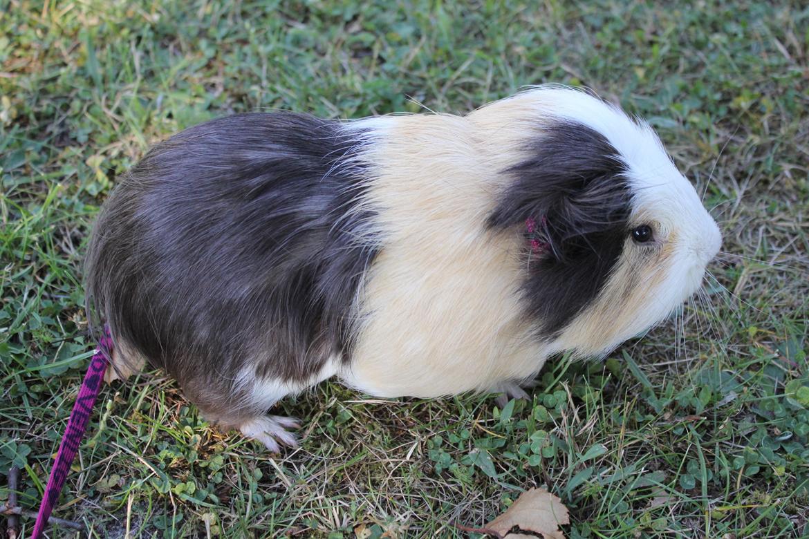 hund og marsvin hygge i sommerhuset  billede 86