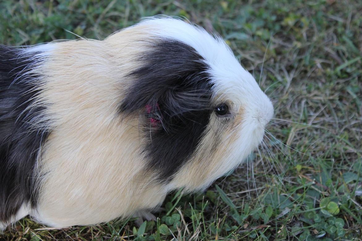 hund og marsvin hygge i sommerhuset  billede 87