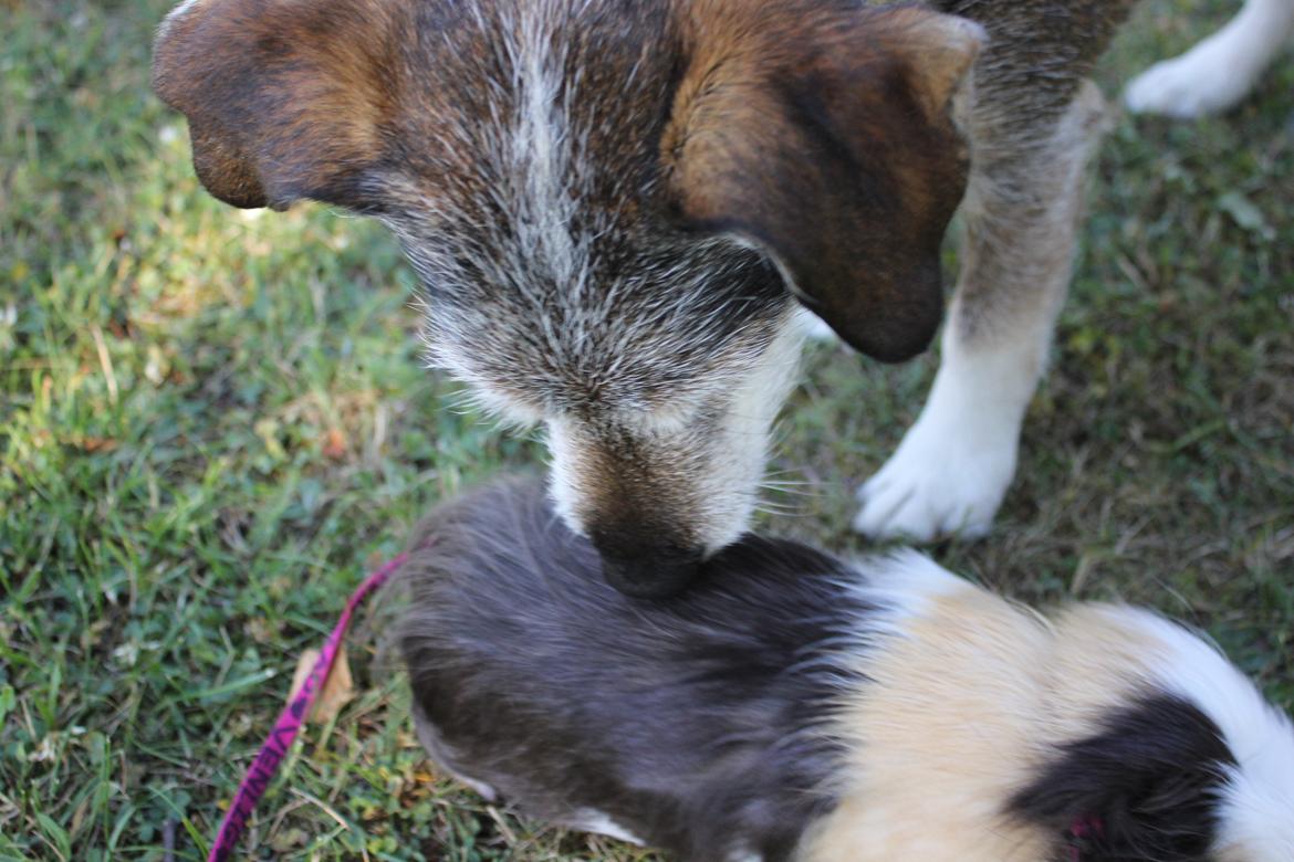 hund og marsvin hygge i sommerhuset  billede 88