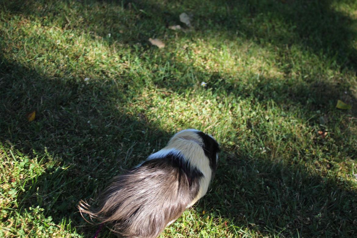 hund og marsvin hygge i sommerhuset  billede 89