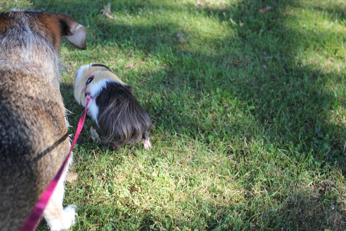 hund og marsvin hygge i sommerhuset  billede 90