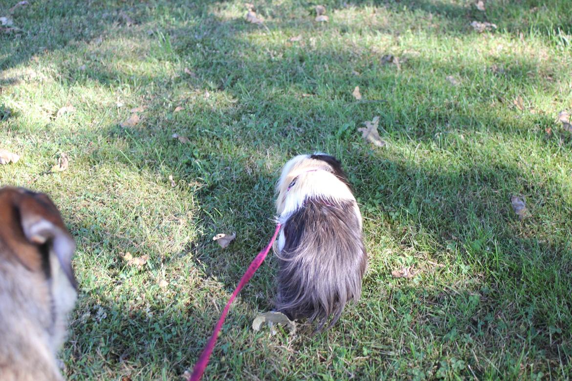 hund og marsvin hygge i sommerhuset  billede 91