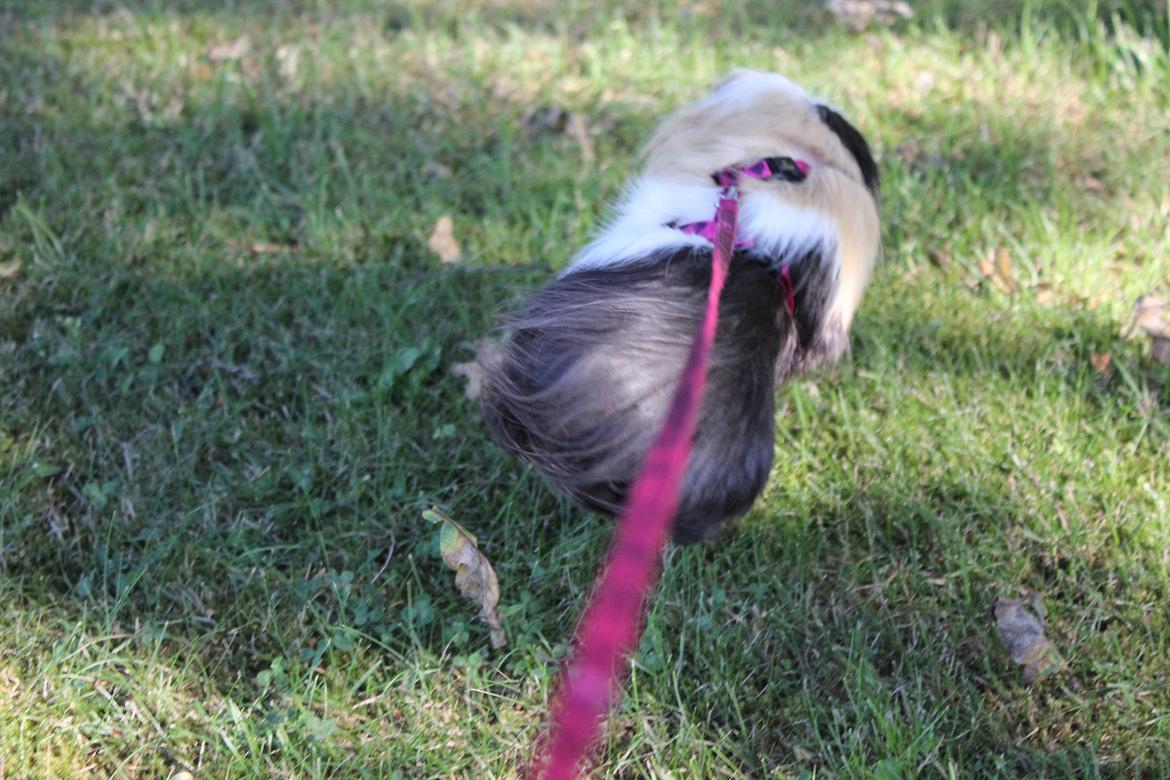 hund og marsvin hygge i sommerhuset  billede 92
