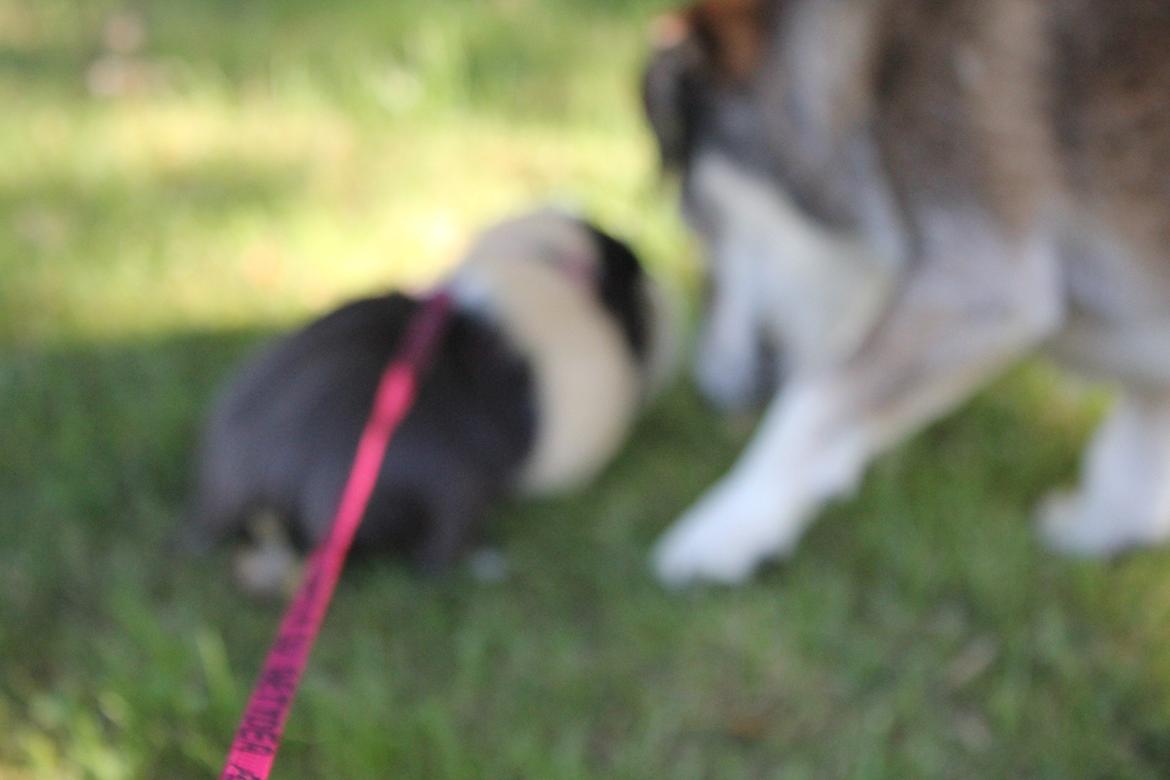 hund og marsvin hygge i sommerhuset  billede 93