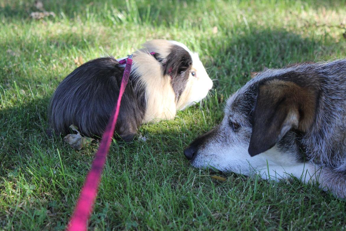 hund og marsvin hygge i sommerhuset  billede 94