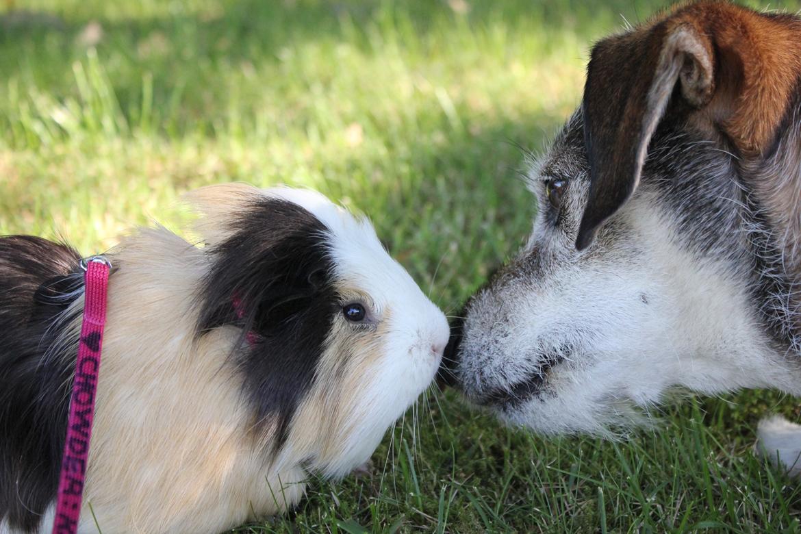 hund og marsvin hygge i sommerhuset  billede 95