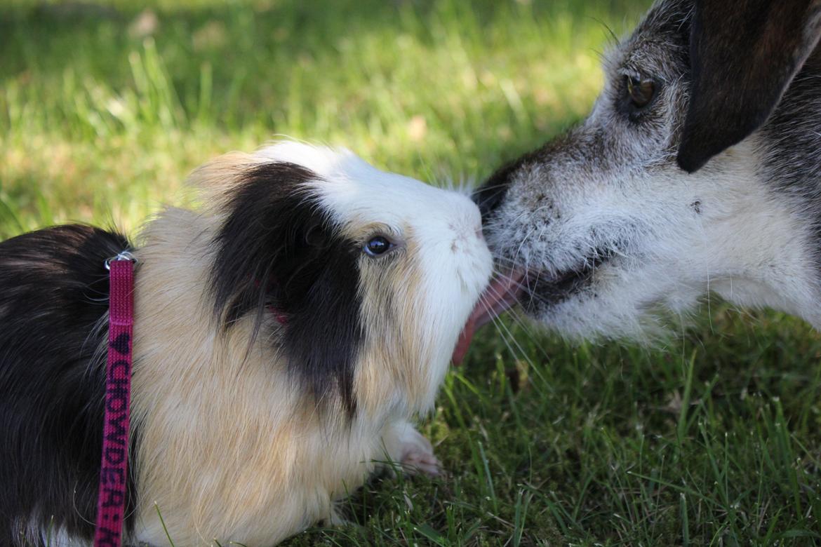 hund og marsvin hygge i sommerhuset  billede 96