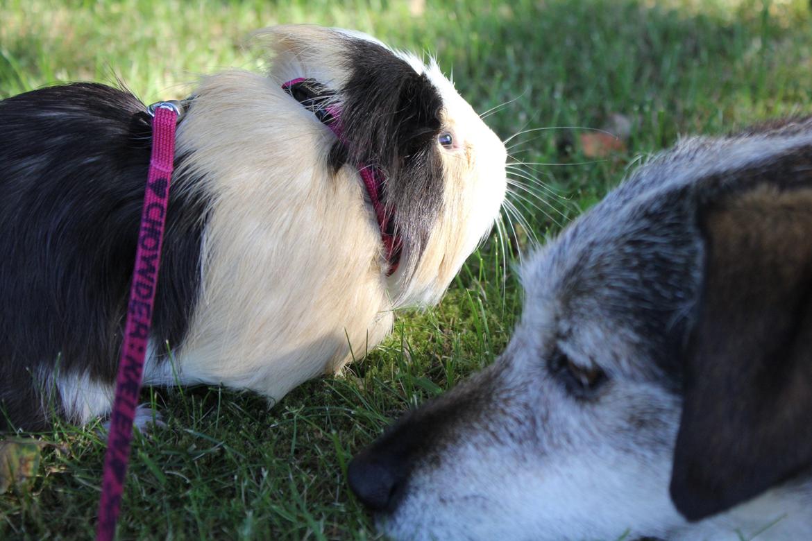 hund og marsvin hygge i sommerhuset  billede 97