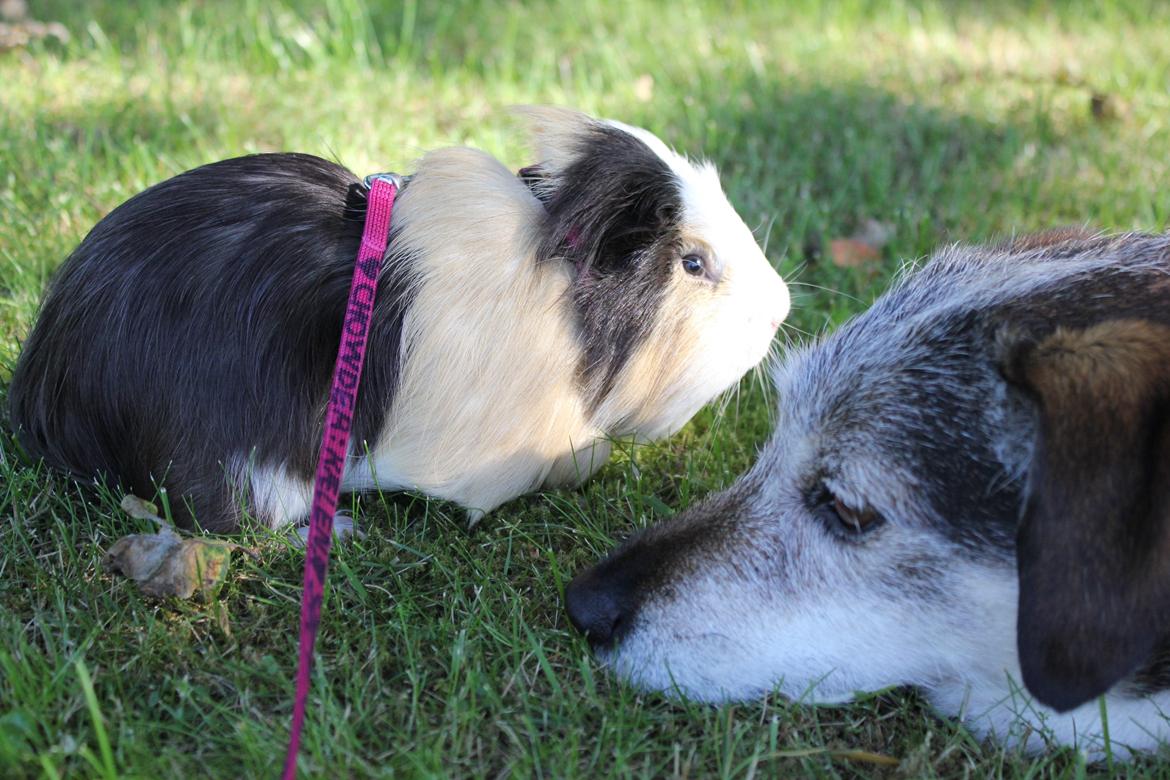 hund og marsvin hygge i sommerhuset  billede 98