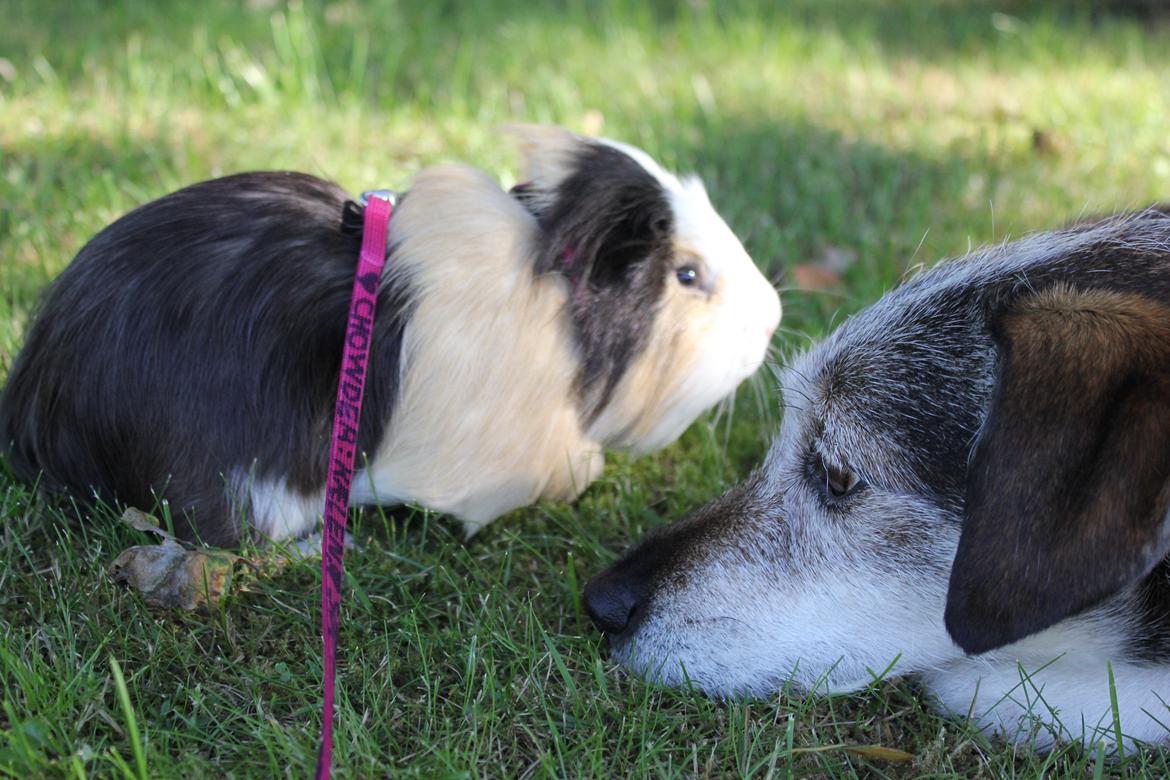 hund og marsvin hygge i sommerhuset  billede 99
