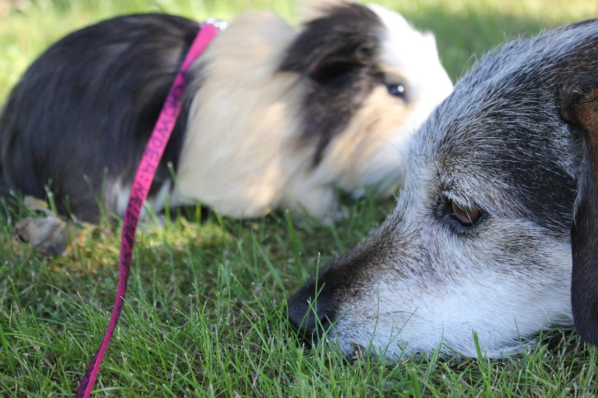hund og marsvin hygge i sommerhuset  billede 100