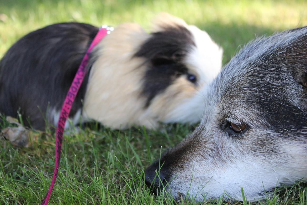hund og marsvin hygge i sommerhuset  billede 101