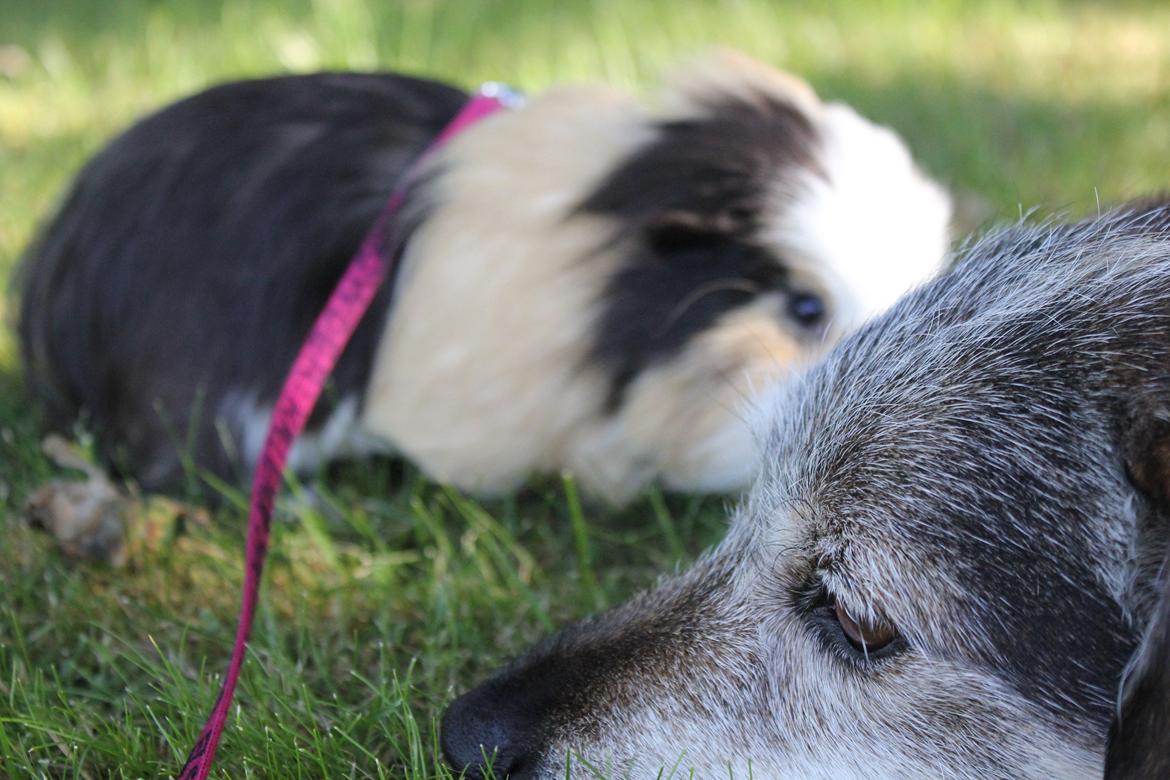 hund og marsvin hygge i sommerhuset  billede 102