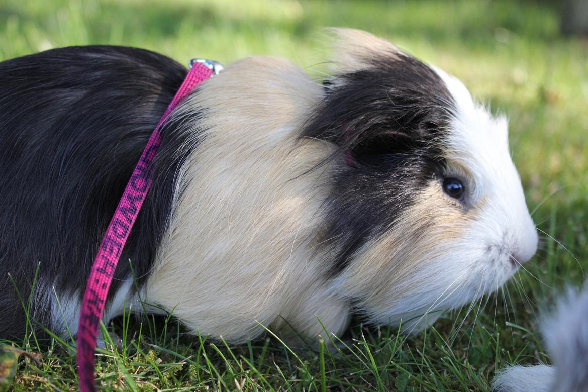 hund og marsvin hygge i sommerhuset  billede 103