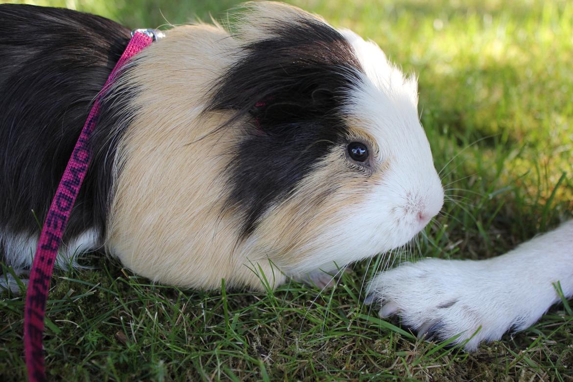 hund og marsvin hygge i sommerhuset  billede 104