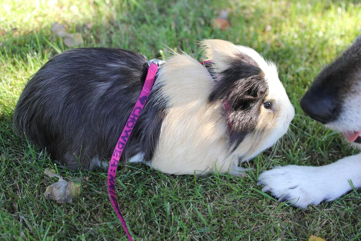 hund og marsvin hygge i sommerhuset  billede 105