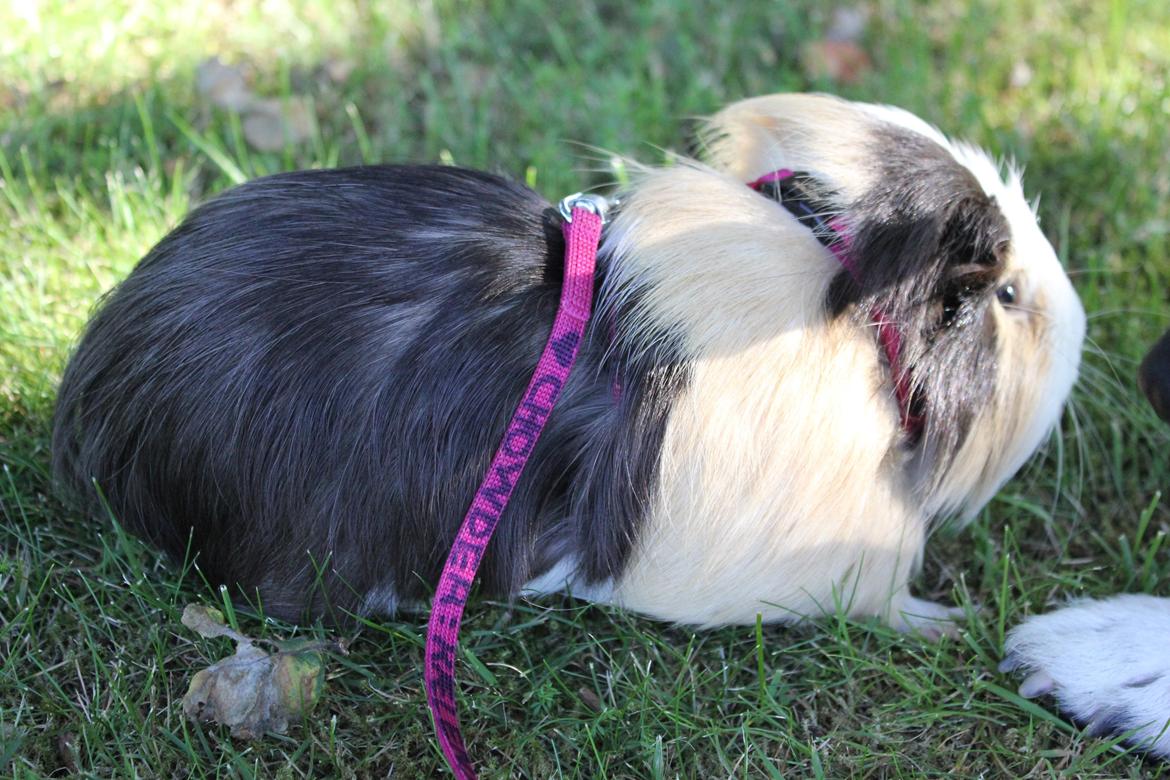 hund og marsvin hygge i sommerhuset  billede 106