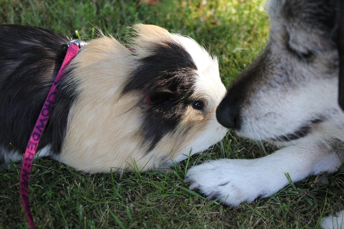 hund og marsvin hygge i sommerhuset  billede 107
