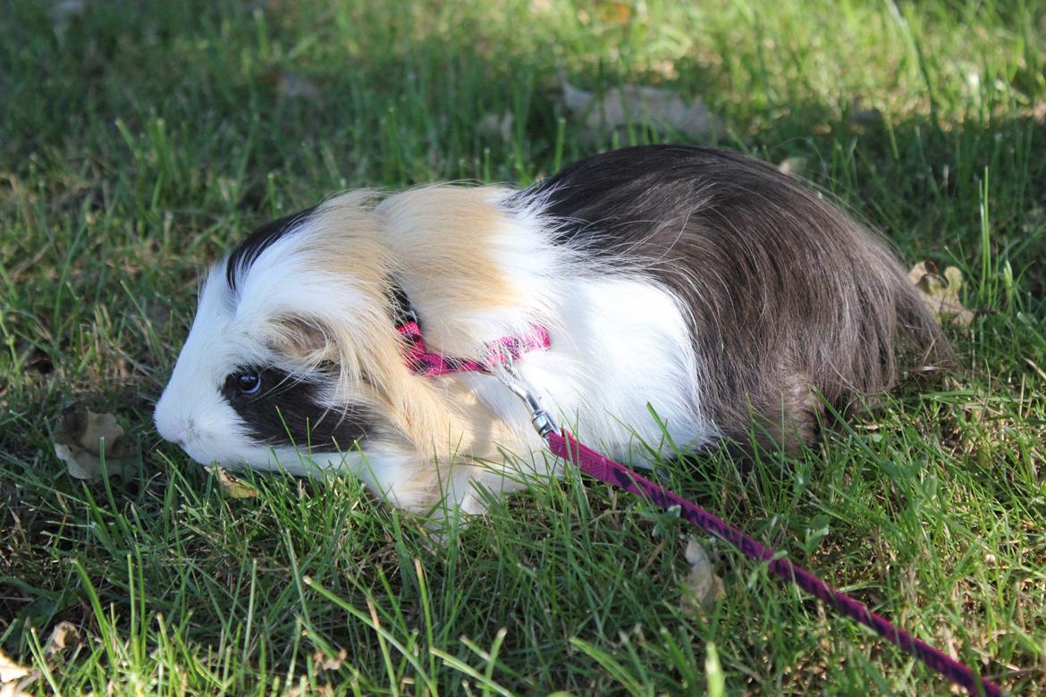 hund og marsvin hygge i sommerhuset  billede 108