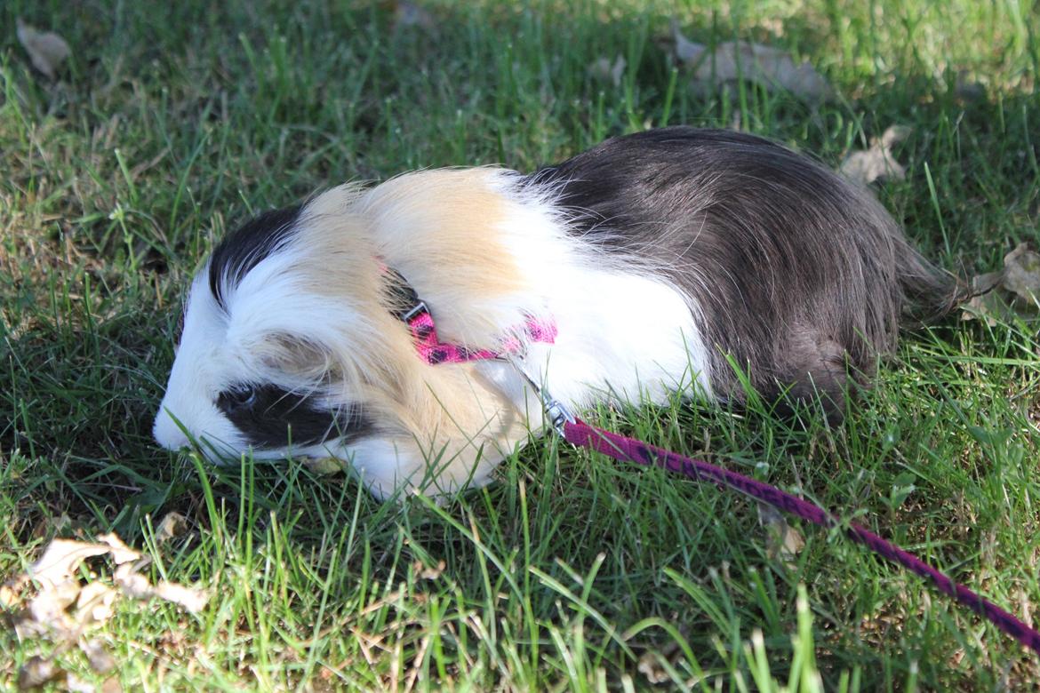 hund og marsvin hygge i sommerhuset  billede 109