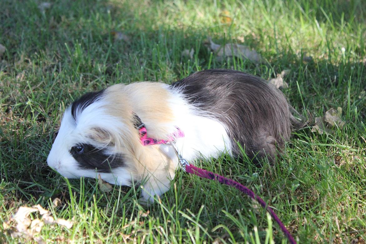 hund og marsvin hygge i sommerhuset  billede 110