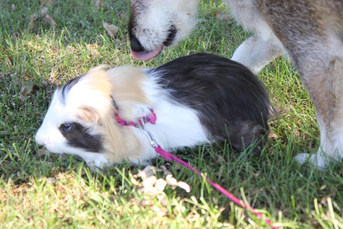hund og marsvin hygge i sommerhuset  billede 111