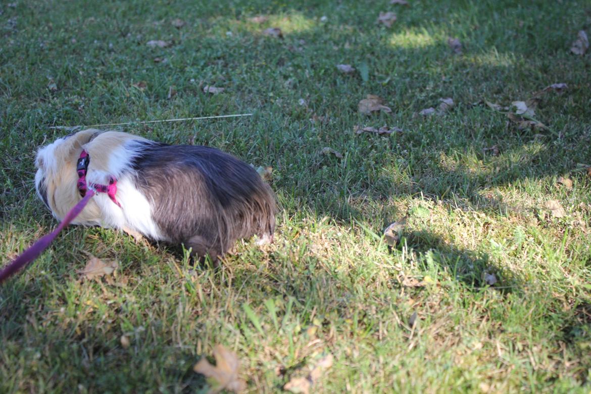hund og marsvin hygge i sommerhuset  billede 112