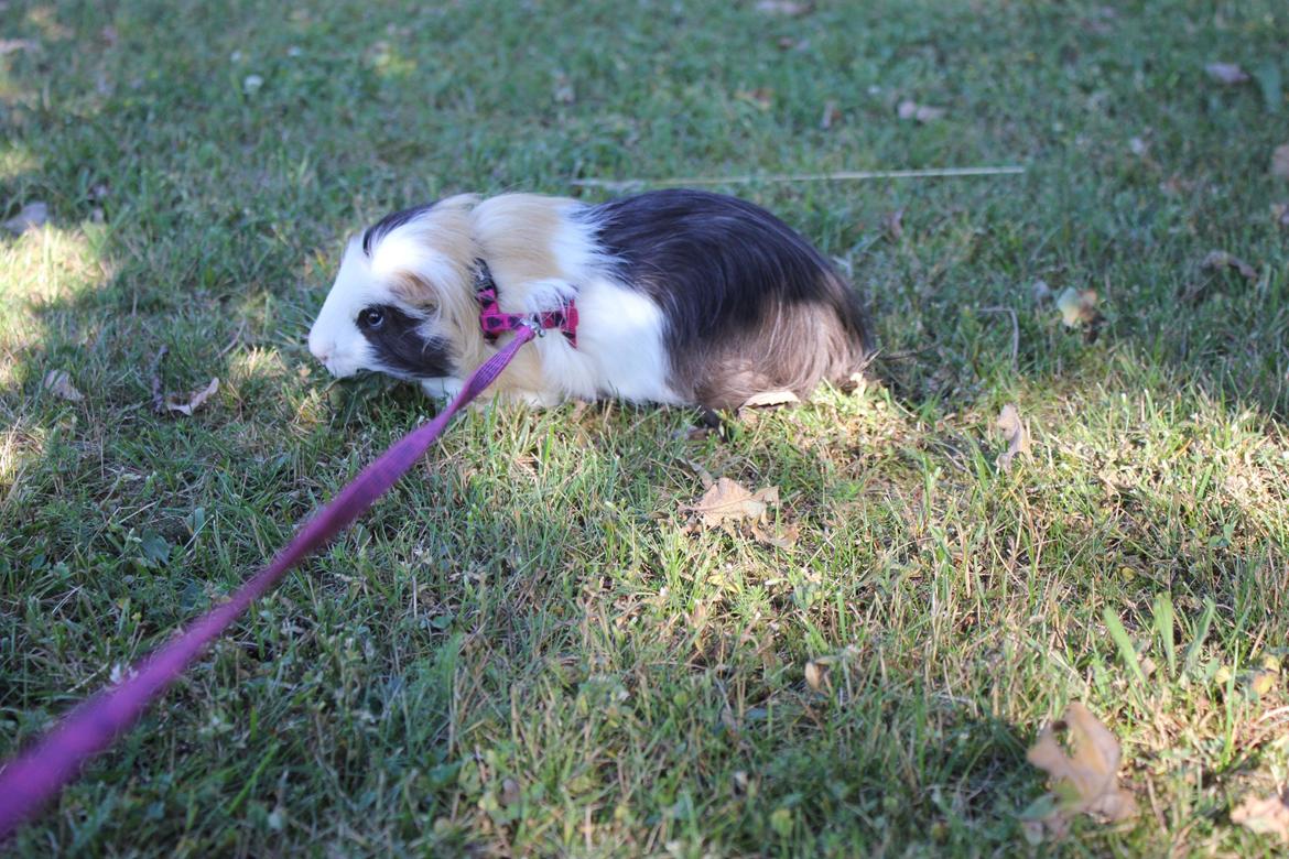 hund og marsvin hygge i sommerhuset  billede 113