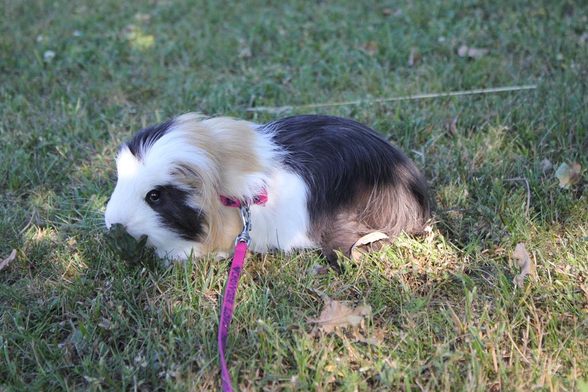 hund og marsvin hygge i sommerhuset  billede 114