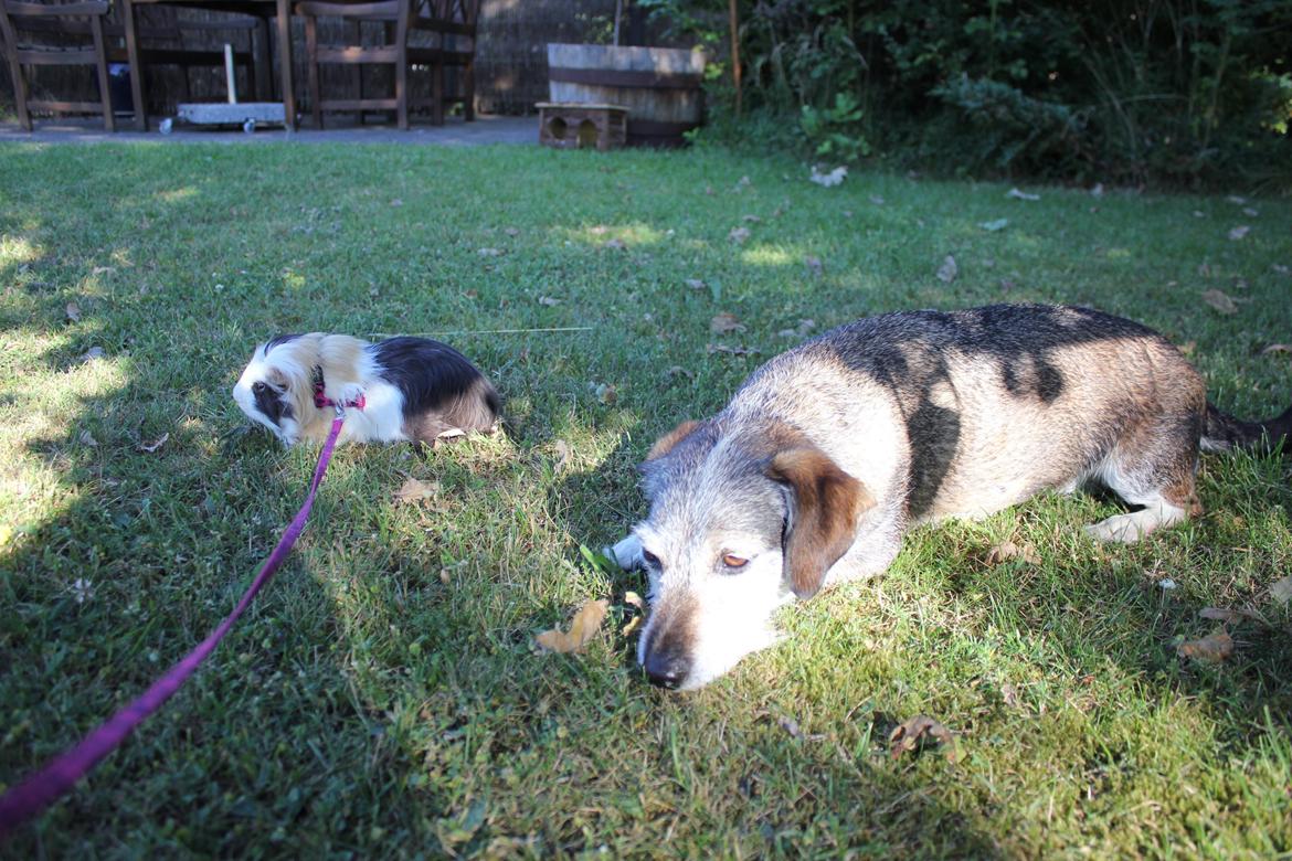 hund og marsvin hygge i sommerhuset  billede 115