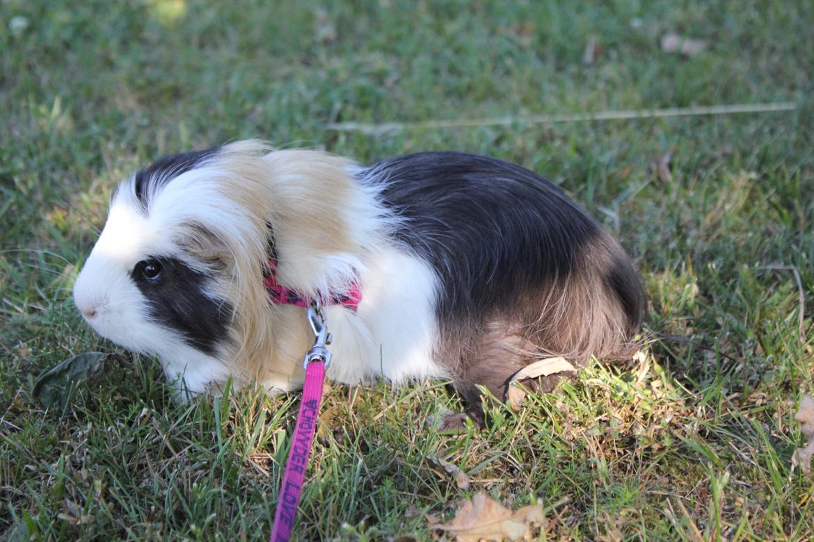 hund og marsvin hygge i sommerhuset  billede 116