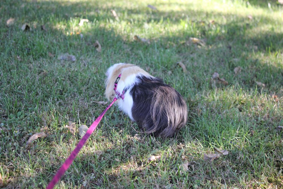 hund og marsvin hygge i sommerhuset  billede 117