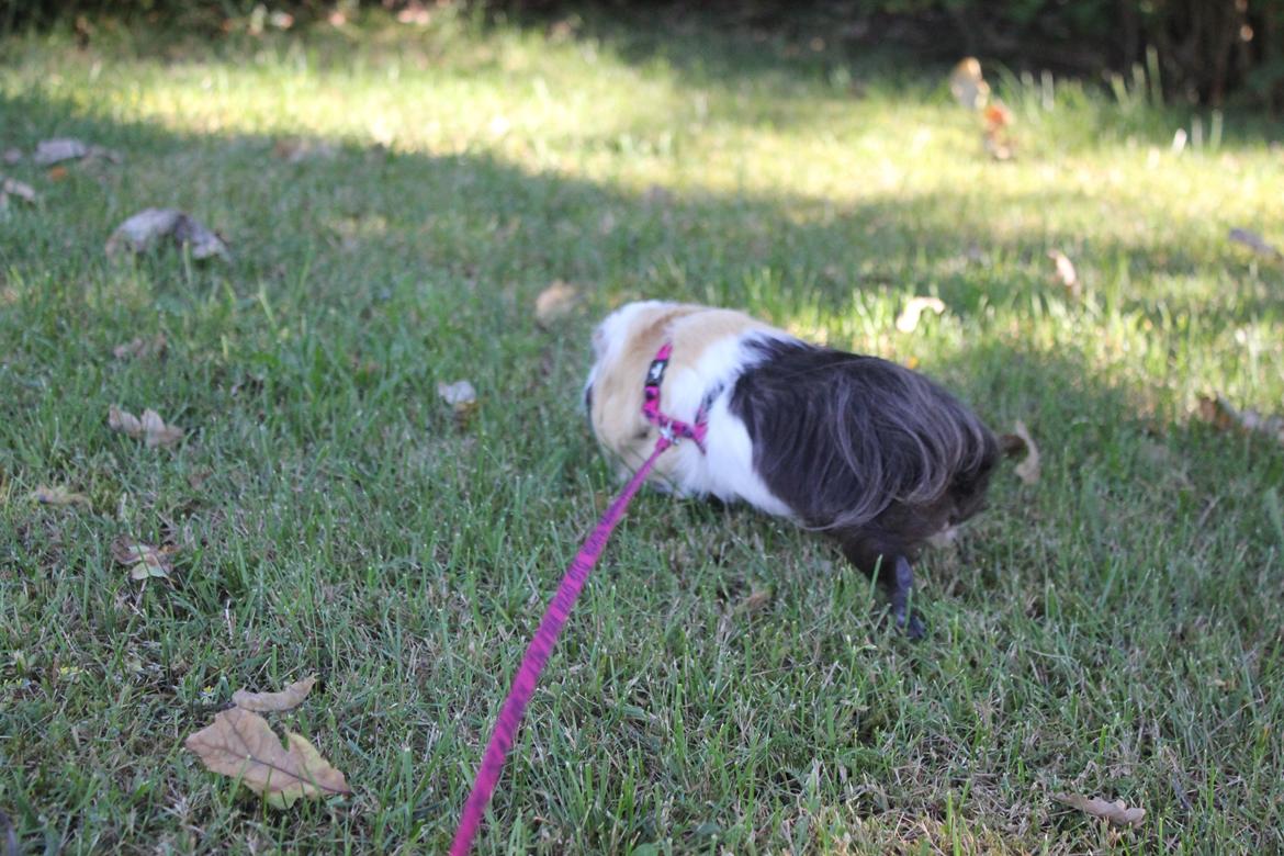 hund og marsvin hygge i sommerhuset  billede 118