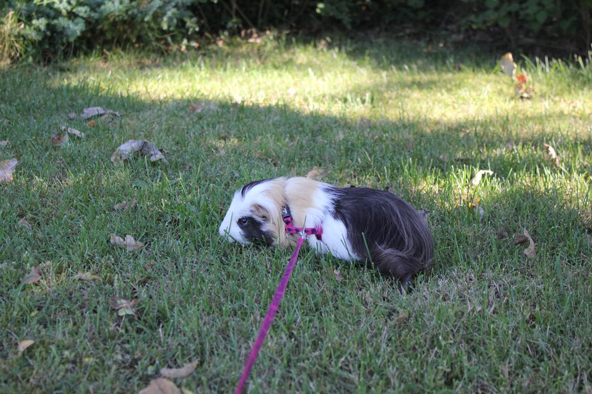 hund og marsvin hygge i sommerhuset  billede 119
